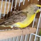 زوجين ياسمين موزمبيق جاهزين للانتاج