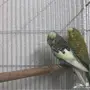 زوجين بادجي(طيور حب) منتجه للبيع