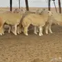 رخال حريه صنف