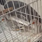 حمام ماسي