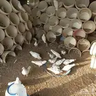 حمام فرنسي للبيع