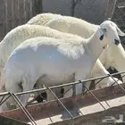 ضان جذعات دفيع للبيع