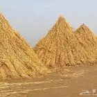 قصب يابس للبيع