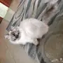 قط هامالايا أنثى للبيع 
