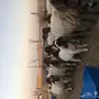 نعيم وليد طيبه 20 تحتها 21