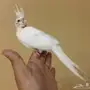 للبيع فرخ كروان البينو ابيض عيون حمراء