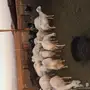 ضان وماعز 