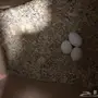 زوج روز منتج