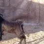 تيس ذبيحه مخصي