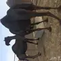 لقحات كفو للبيع 