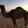 بكره شعلا رباعية هديه رضيه 