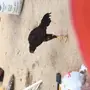 ديك هندي محارب