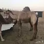 خلفات حمر للبيع  
