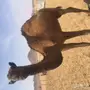 بكره صفرا