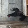 ديك عربي 