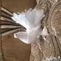 رقاص امريكي