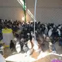 للبيع صوص دجاج بلدي 3 اسابيع