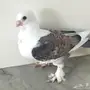 طبات رمان فاخر