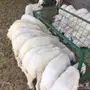 طليان وخال حرية