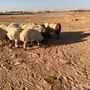 هرافى نعيم 