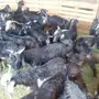تيوس شبه العارضيه 175 ريال 