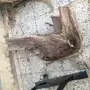 شلايخ سمر شرط لا خلط ولا غيره 