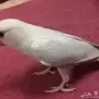 ببغاء روز هدد