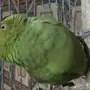 للبيع ببغاء دره 