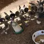 حمام سلفر و زاجل متوالف شرط
