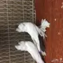 طبة مورهد فاخرة 