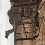 ناقه قصب للبيع