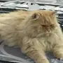 قط روماني  