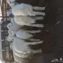بهم تربيه 