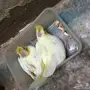 زوج كروان منتج مع فروخين