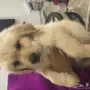 جراوي جولدن ريتريفر 