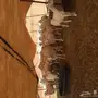 مقاني حرية طيبه
