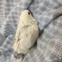 فرخين روز للبيع 