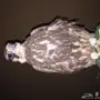 طير صقر وكري
