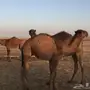 للبيع عدد 3 قعدان مفاريد بريه