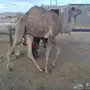 قعدان للبيع مهجنات وحر 