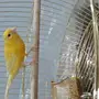 كناري مغرد 