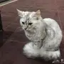 قطة للتبني