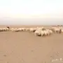 غنم للبيع (حريات)