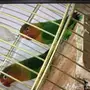 زوج فشر روعه