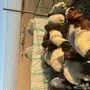 هرافي بريه 