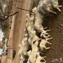 غنم رفيديات منوه القناى 
