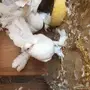 جوز مع فرخ شماسي امريكي منتج