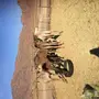 قعدان