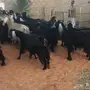 للبيع معزا عدد 34 راس بالفحل دفيع ومضاريع