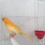 جوزين كناري سوري